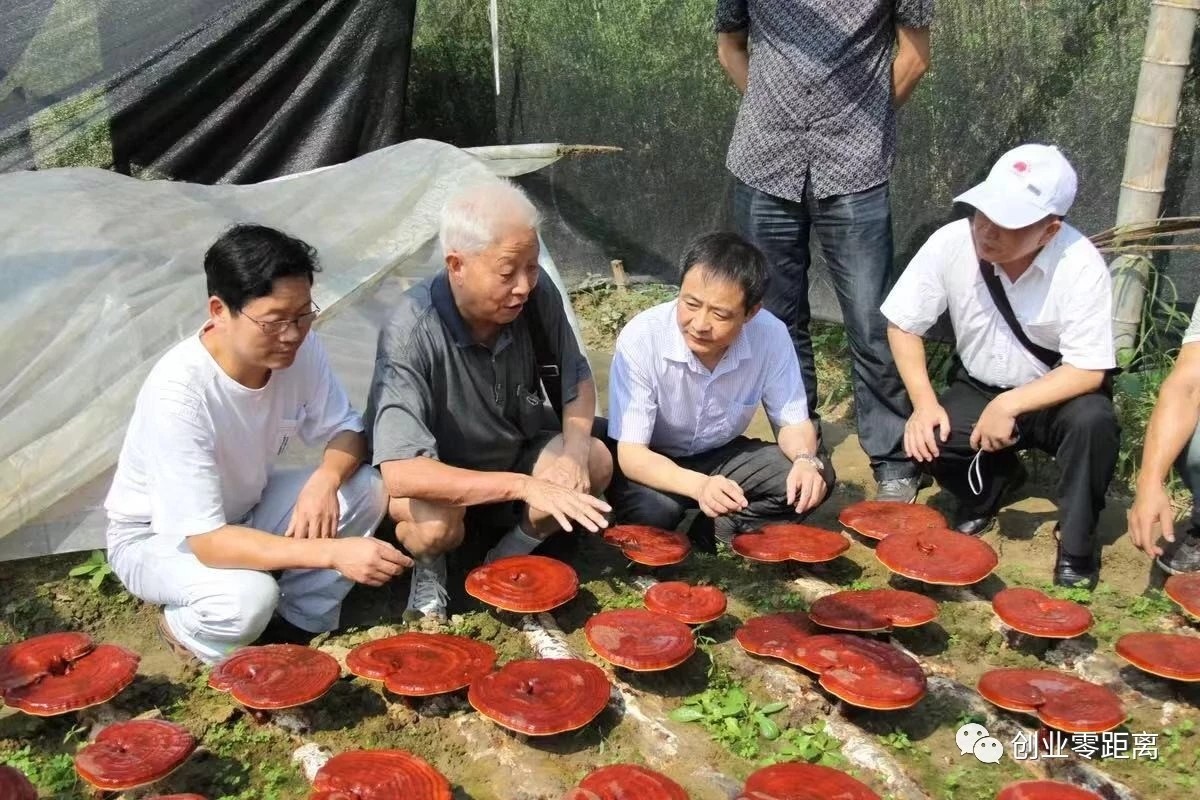 杭州亞運(yùn)會(huì)官方靈芝產(chǎn)品供應(yīng)商|杭州亞運(yùn)會(huì)官方供應(yīng)商|中國(guó)靈芝十大品牌|仙客來(lái)靈芝|仙客來(lái)靈芝破壁孢子粉|仙客來(lái)孢子油|仙客來(lái)靈芝飲片|仙客來(lái)破壁孢子粉|靈芝孢子油|孢子粉|靈芝破壁孢子粉|靈芝|中華老字號(hào)