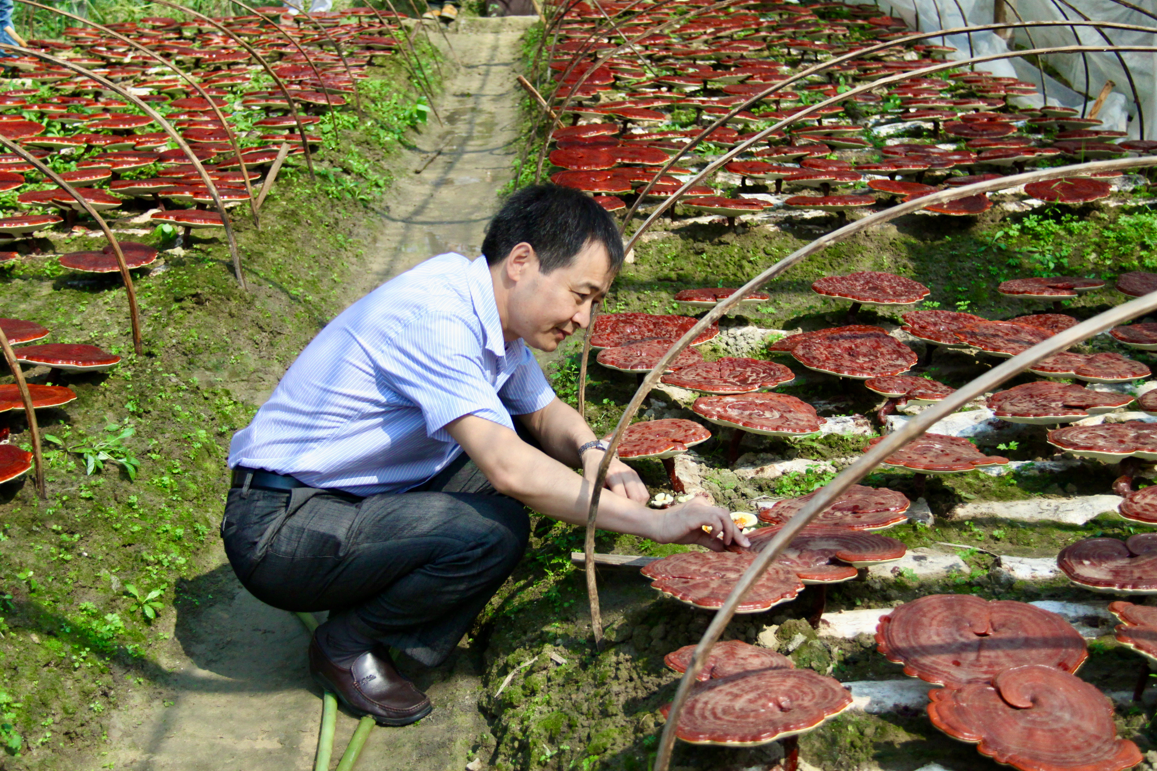 杭州亞運會官方靈芝產品供應商|杭州亞運會官方供應商|中國靈芝十大品牌|仙客來靈芝|仙客來靈芝破壁孢子粉|仙客來孢子油|仙客來靈芝飲片|仙客來破壁孢子粉|靈芝孢子油|孢子粉|靈芝破壁孢子粉|靈芝|中華老字號